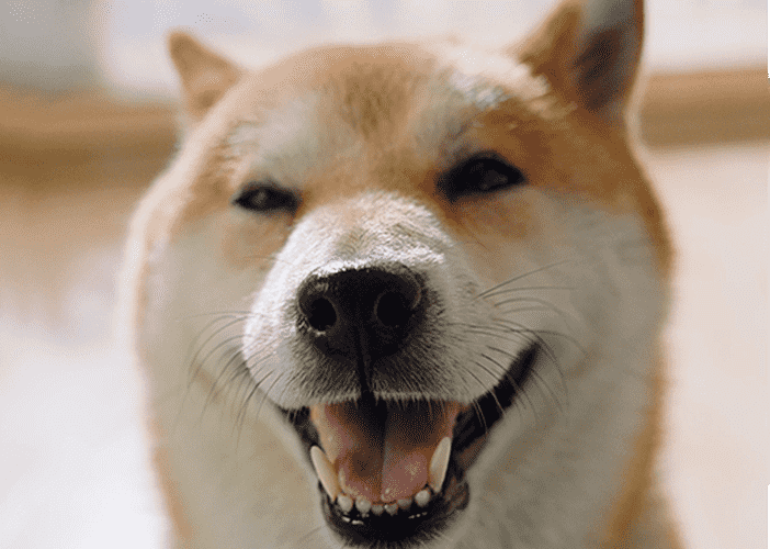 关于金年会